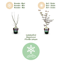 Green boutiQ - Terrasplant - Japanse Esdoorn - Acer palmatum Trompenburg -Donker Paars - 2 Planten - Bladverliezend - Pot 19cm Hoogte 70cm