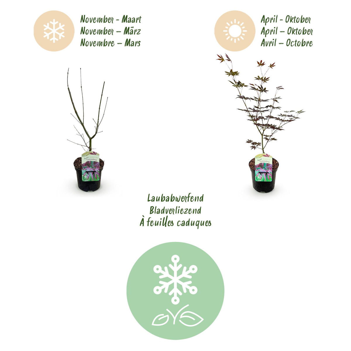 Green boutiQ - Plante de terrasse - Érable du Japon - Acer palmatum Trompenburg - Violet foncé - 2 plantes - Caduc - Pot 19cm Hauteur 70cm