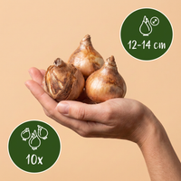 Green boutiQ - Bloembollen - Narcis Recurvus - Kleur Wit - 10 stuks - Bolmaat 12/14 - XXL Pack - foto 3