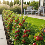 Green boutiQ - Plants fruitiers - Groseillier à maquereau - Ribes uva-crispa Hinnonmaki Rod - Rustique - 3 plantes - Pot 9 cm - Groseille rouge