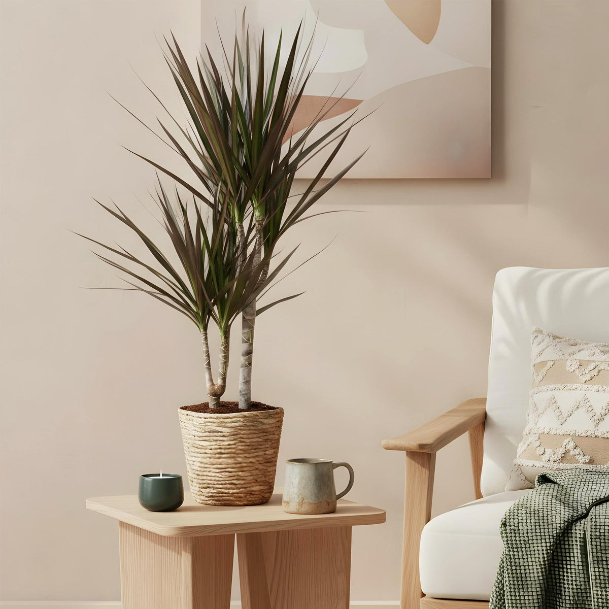 Green BoutiQ - Green is... Plantes d'intérieur - Dracaena Magenta - Dragonnier - Peu d'entretien - Vert - 1 plante - Pot 17cm - Hauteur 70-80cm