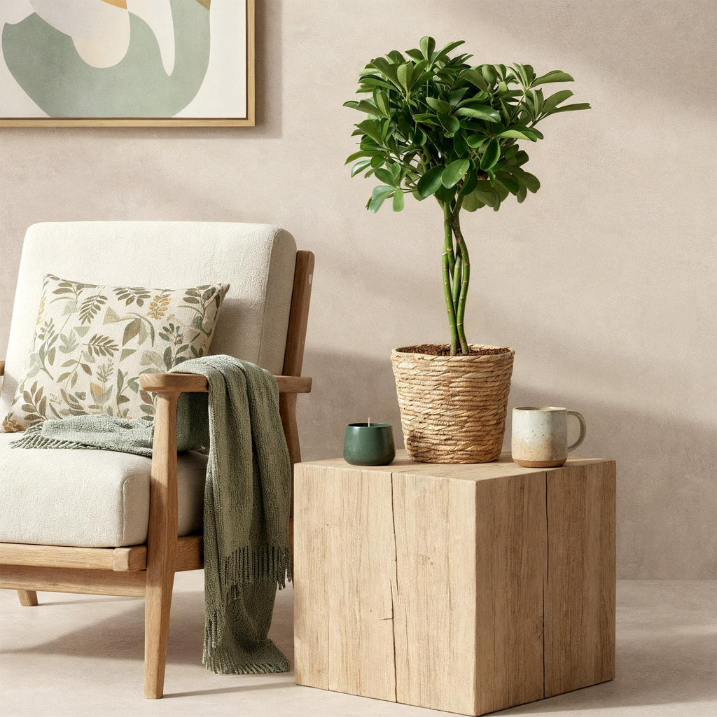 Green BoutiQ - Green is... Plantes d'intérieur - Schefflera Nora - Arbre à ombrelle - Peu d'entretien - avec panier - Vert - 1 plante - Pot 21cm - Hauteur 70-82cm