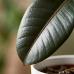 Green boutiQ - Zimmerpflanze - Gummibaum - Ficus Elastica Cloe - Grün - Pflegeleicht - 1 Pflanze - mit Topf Weiß - Topf 19cm - Höhe 65cm