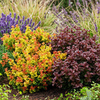 Green boutiQ - Gartenpflanze - Leucothoe Curly Duo - Gelb & Rot - 2 Pflanzen - Immergrün - Pflegeleicht - Topf 17cm Höhe 40cm