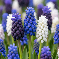 400x Muscari Magic mix - Druifhyacint - Diversen - Verwilderingsbol - Bolmaat 7/8