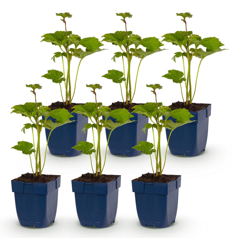 Green boutiQ - Vasteplant - Anemone hybr. Kön. Charlotte - Herfst Anemoon - Schaduw - Roze - 6 Planten - Pot 11cm - Hoogte 15-25cm