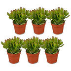 6x Crassula Ovata - Jade plant - Green - Succulent/cactus - Ø12cm - ↕16cm