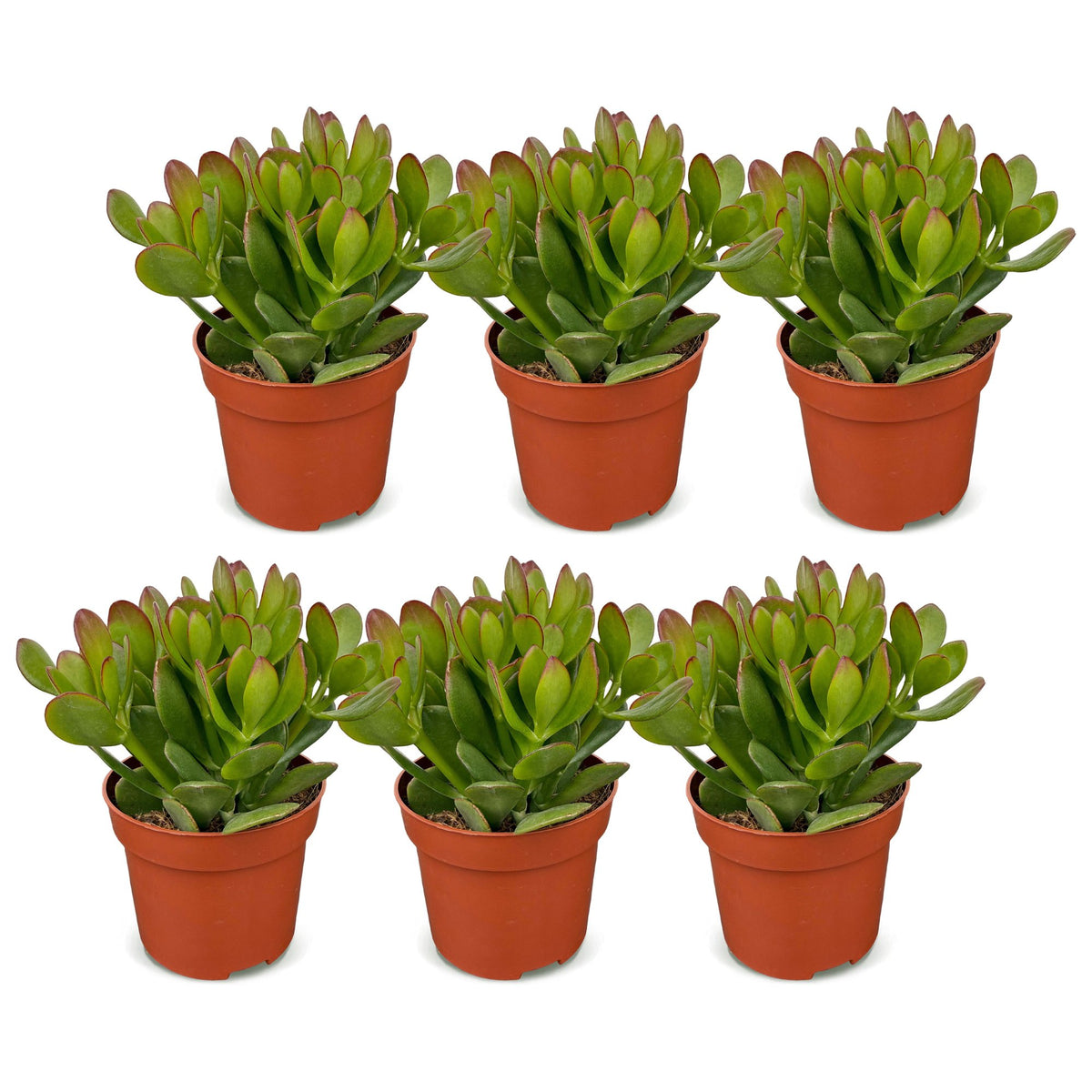 6x Crassula Ovata - Jade plant - Green - Succulent/cactus - Ø12cm - ↕16cm