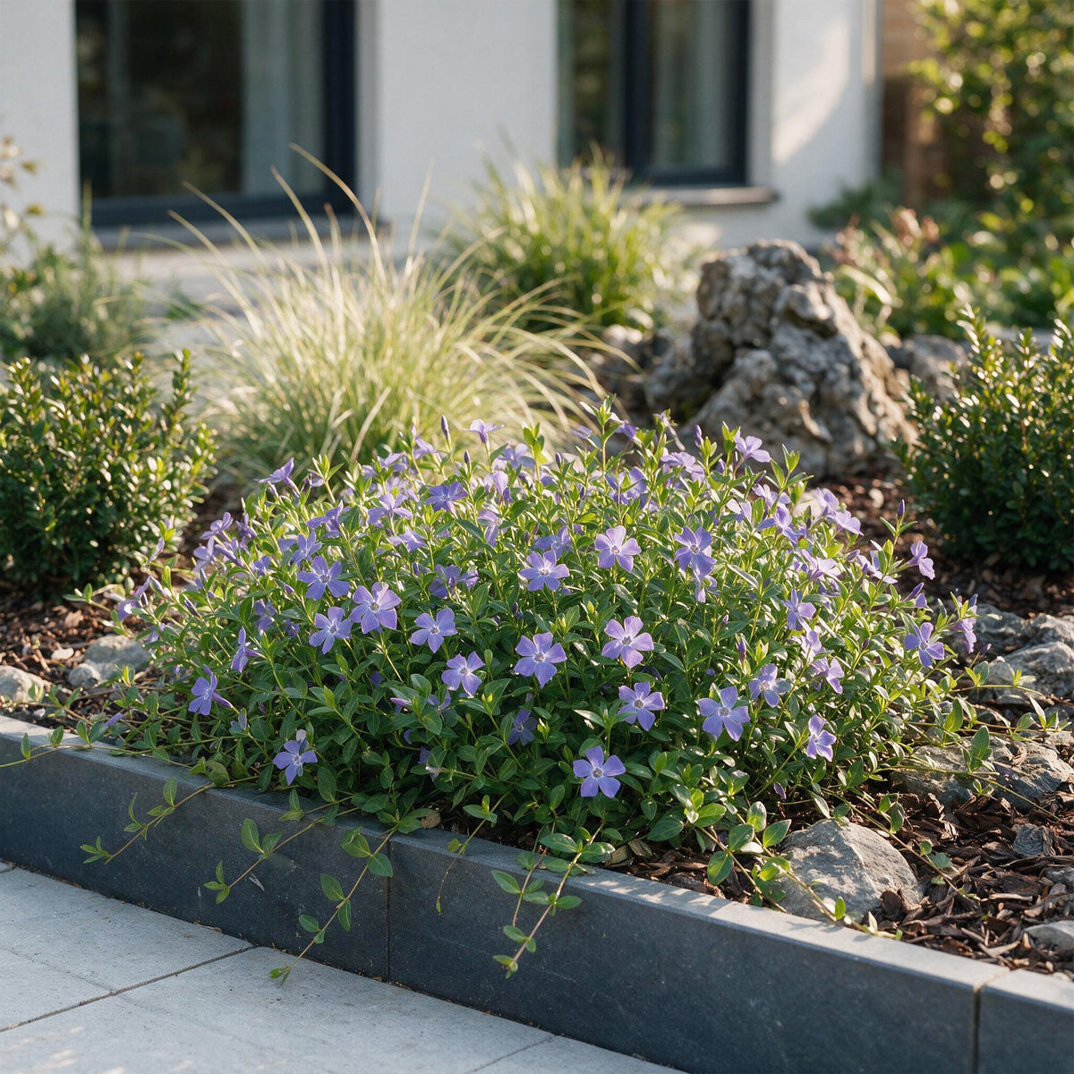 Vasteplant - Vinca minor - Maagdenpalm - Bodembedekkend - blauw - 6 Planten - Pot 11cm - Hoogte 15-25cm
