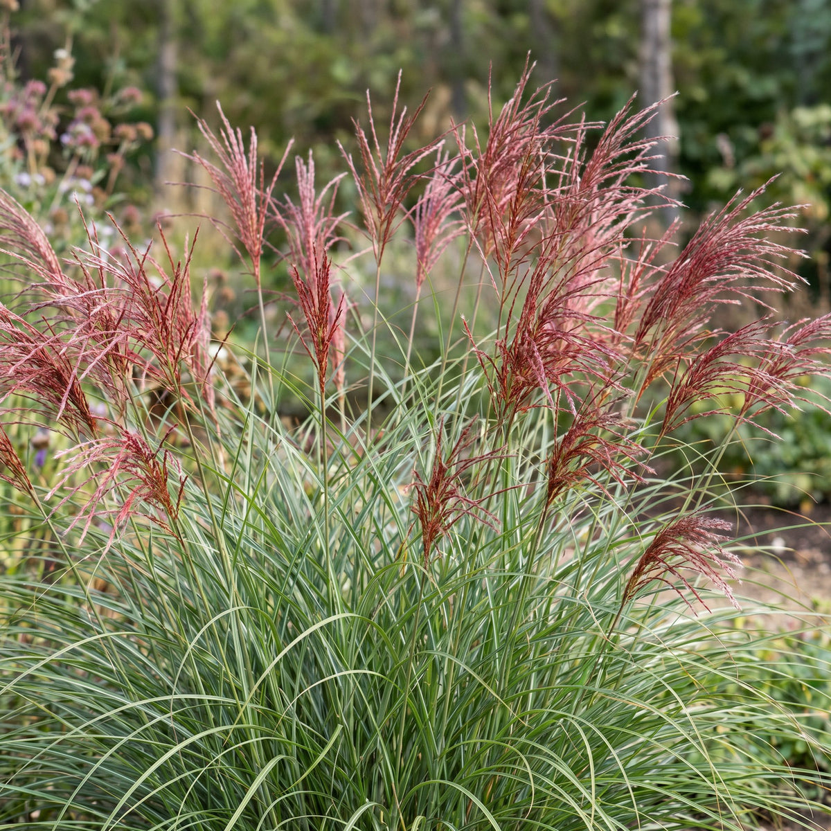 Green boutiQ - Graminées - Miscanthus sin. Red Chief - Herbe de la Pampa - Avec panache - Vert - 1 plante - Pot 11cm - Hauteur 15-25cm