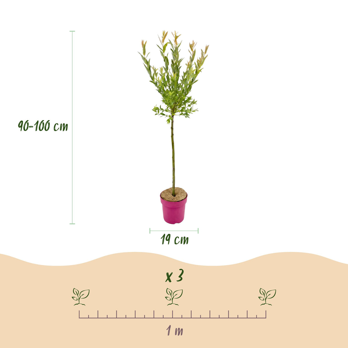 4x - Salix Flamingo - Ø19cm - ↕90-100cm