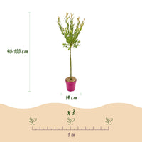 4x - Salix Flamingo - Ø19cm - ↕90-100cm
