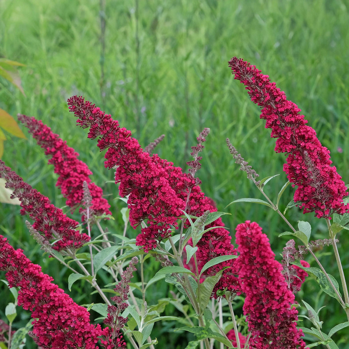 Green boutiQ - Tuinplant - Buddleja davidii Royal Red - Vlinderstruik - Winterhard - Rood - 1 Plant - Pot 17cm - Hoogte 45cm