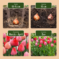 160x Tulipa Pink - Red - Tulp - Roze en Rood - Voorjaarsbloeier - Bolmaat 10/12