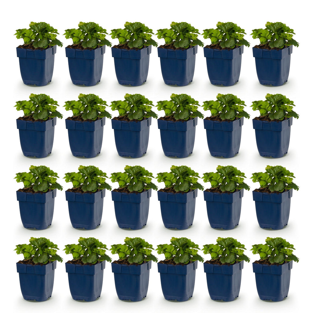 Plante vivace - Waldsteinia ternata - Fraisier doré - Couvre-sol - Jaune - 24 Plantes - Pot 11cm - Hauteur 15-25cm