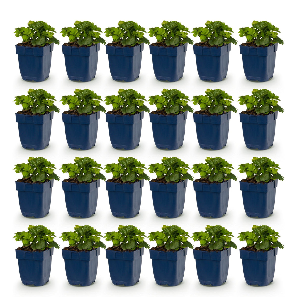 Vasteplant - Waldsteinia ternata - Goudaardbei - Bodembedekkend - Geel - 24 Planten - Pot 11cm - Hoogte 15-25cm