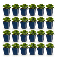 Vasteplant - Waldsteinia ternata - Goudaardbei - Bodembedekkend - Geel - 24 Planten - Pot 11cm - Hoogte 15-25cm