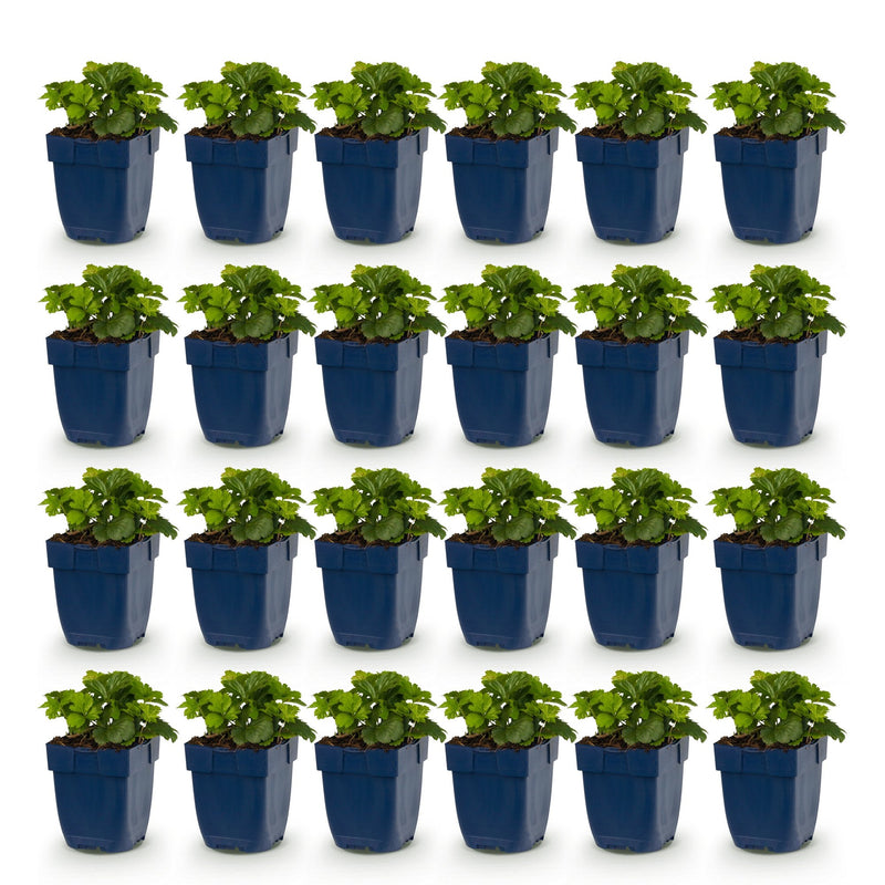 Vasteplant - Waldsteinia ternata - Goudaardbei - Bodembedekkend - Geel - 24 Planten - Pot 11cm - Hoogte 15-25cm
