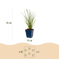 Green boutiQ - Grasses - Pennisetum alop. Little Bunny - Foxtail Grass - With Plum - Green - 12 Plants - Pot 11cm - Height 15-25cm