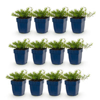 Green boutiQ - Vasteplant - Phlox Benita - Vlambloem - Bodembedekkend - Blauw - 12 Planten - Pot 11cm - Hoogte 15-25cm