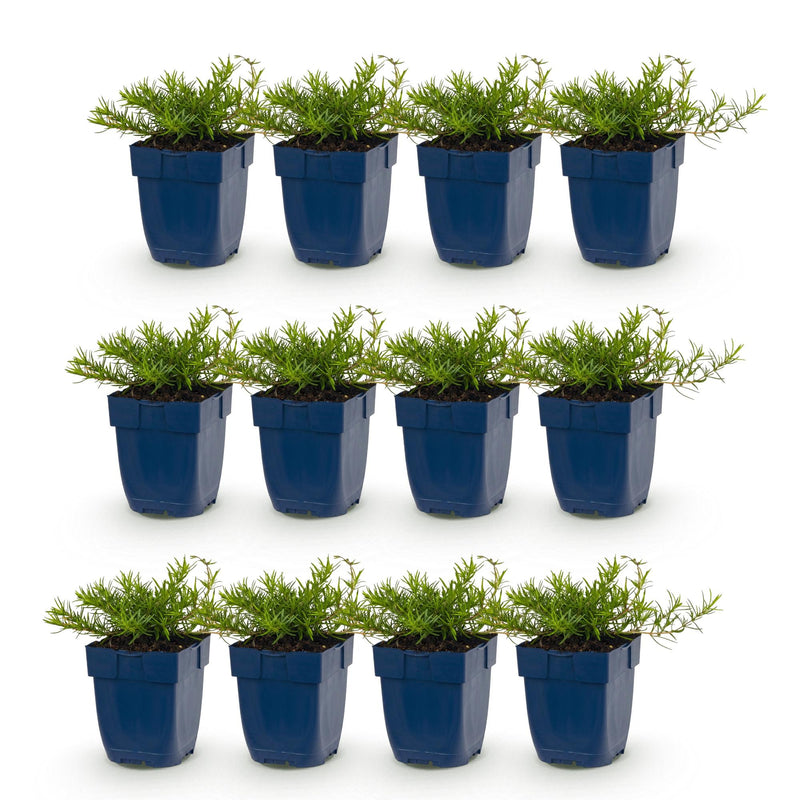 Green boutiQ - Vasteplant - Phlox Benita - Vlambloem - Bodembedekkend - Blauw - 12 Planten - Pot 11cm - Hoogte 15-25cm