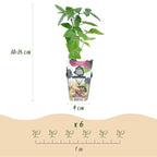 Green boutiQ - Obstpflanzen - Dornenlose Brombeere - Rubus Thornfree - Winterhart - 6 Pflanzen - Topf 9 cm - Schwarze Brombeere