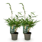 Green boutiQ - Gräser - Fargesia robusta Pingwu - Nicht wuchernder Bambus - Immergrün - Grün - 2 Pflanzen - Topf 14 cm - Höhe 35 cm
