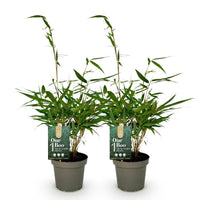 Green boutiQ - Grassen - Fargesia robusta Pingwu - Niet Woekerende Bamboe - Bladhoudend - Groen - 2 Planten - Pot 14 cm - Hoogte 35 cm
