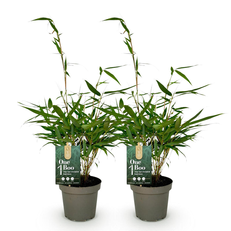 Green boutiQ - Grassen - Fargesia robusta Pingwu - Niet Woekerende Bamboe - Bladhoudend - Groen - 2 Planten - Pot 14 cm - Hoogte 35 cm