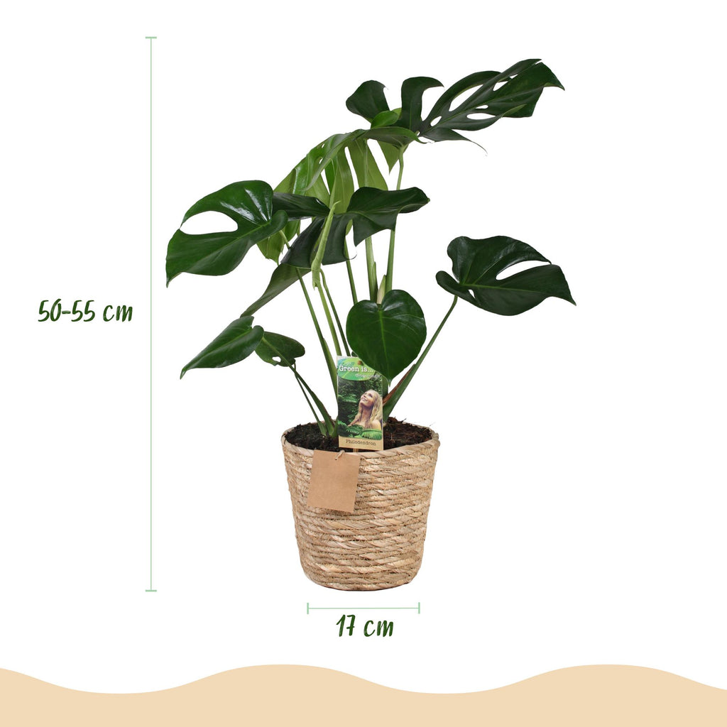 Green BoutiQ - Green is... Plantes d'intérieur - Monstera Deliciosa - Plante à trous - Peu d'entretien - avec panier - Vert - 1 plante - Pot 17cm - Hauteur 50-55cm