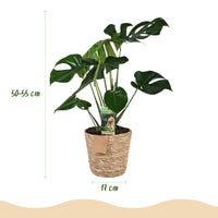 Green BoutiQ - Green is... Kamerplanten - Monstera Deliciosa - Gatenplant - Weinig onderhoud - met mand - Groen - 1 Plant - Pot 17cm - Hoogte 50-55cm