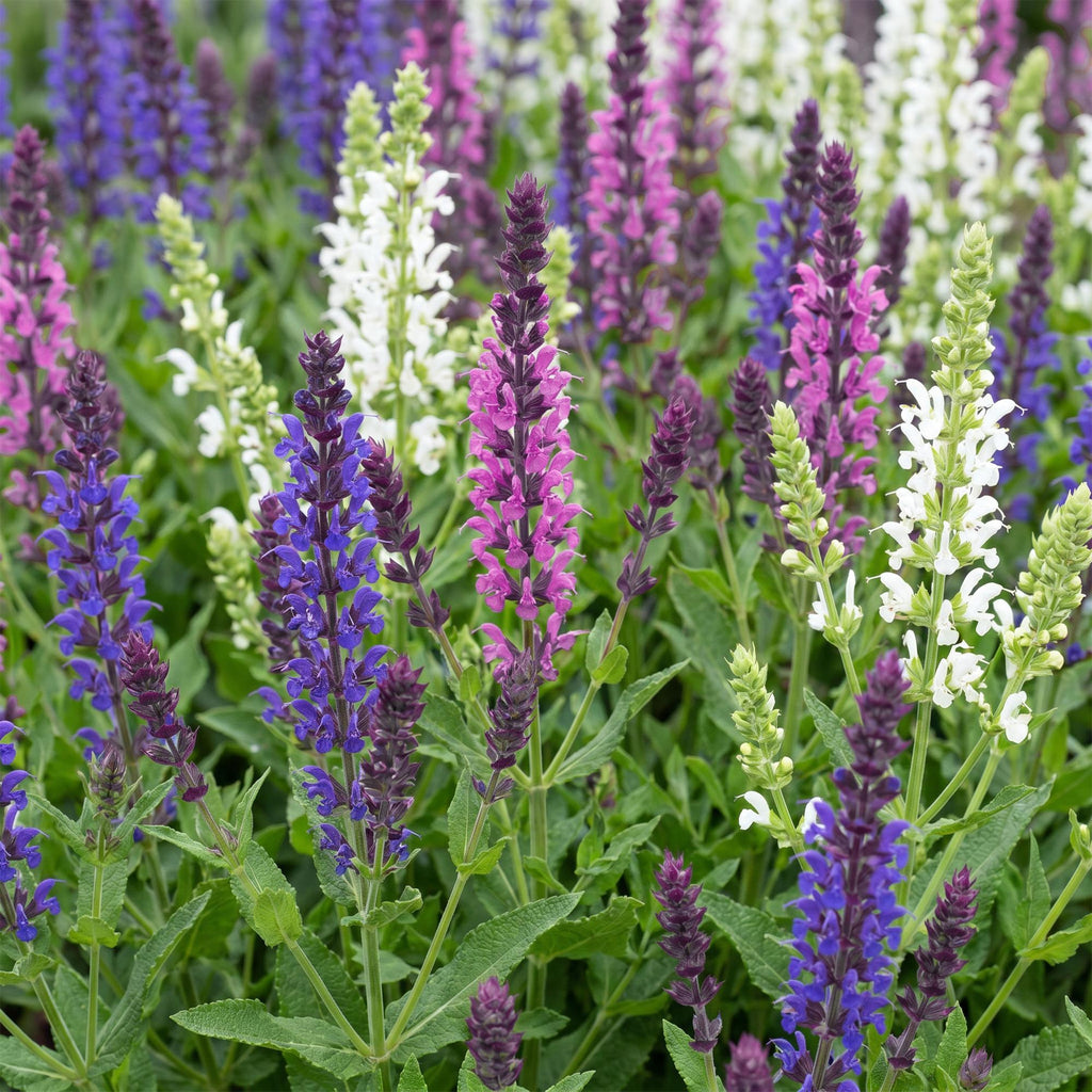 Green boutiQ - Stauden - Salvia Tricolour - Salbei - Duftend - Violett - Rosa - Weiß - 24 Pflanzen - Topf 11cm - Höhe 15-25cm