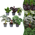 6x Baby Jungle Mix - Various colours - Tropical - Ø6cm - ↕10-15cm