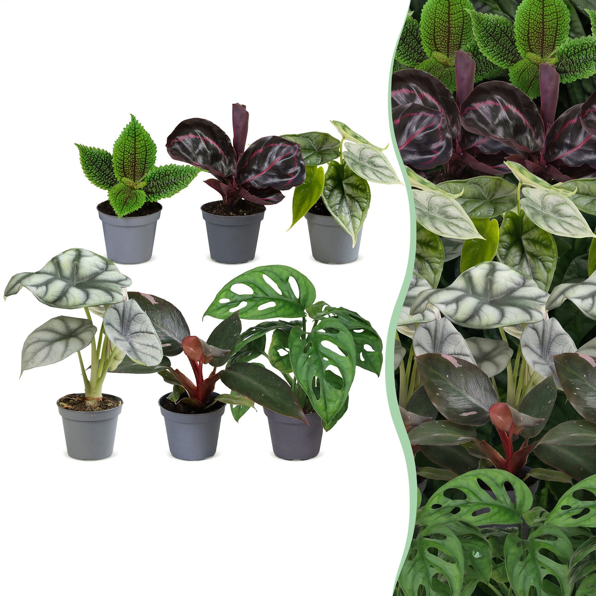 6x Baby Jungle Mix - Various colours - Tropical - Ø6cm - ↕10-15cm