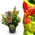 Green boutiQ - Plante de jardin - Leucothoe Curly Gold - Jaune - 1 plante - Persistant - Peu d'entretien - Pot 17 cm Hauteur 40 cm