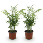Green boutiQ - Zimmerpflanze - Chamaedorea elegans - Bergpalme - Haustierfreundlich - Grün - 2 Pflanzen - Topf 12cm - Höhe 35-40cm