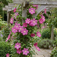 2x Clematis Ville de Lyon - Bosrank - Rood - Klimplant - Ø9cm - ↕35cm