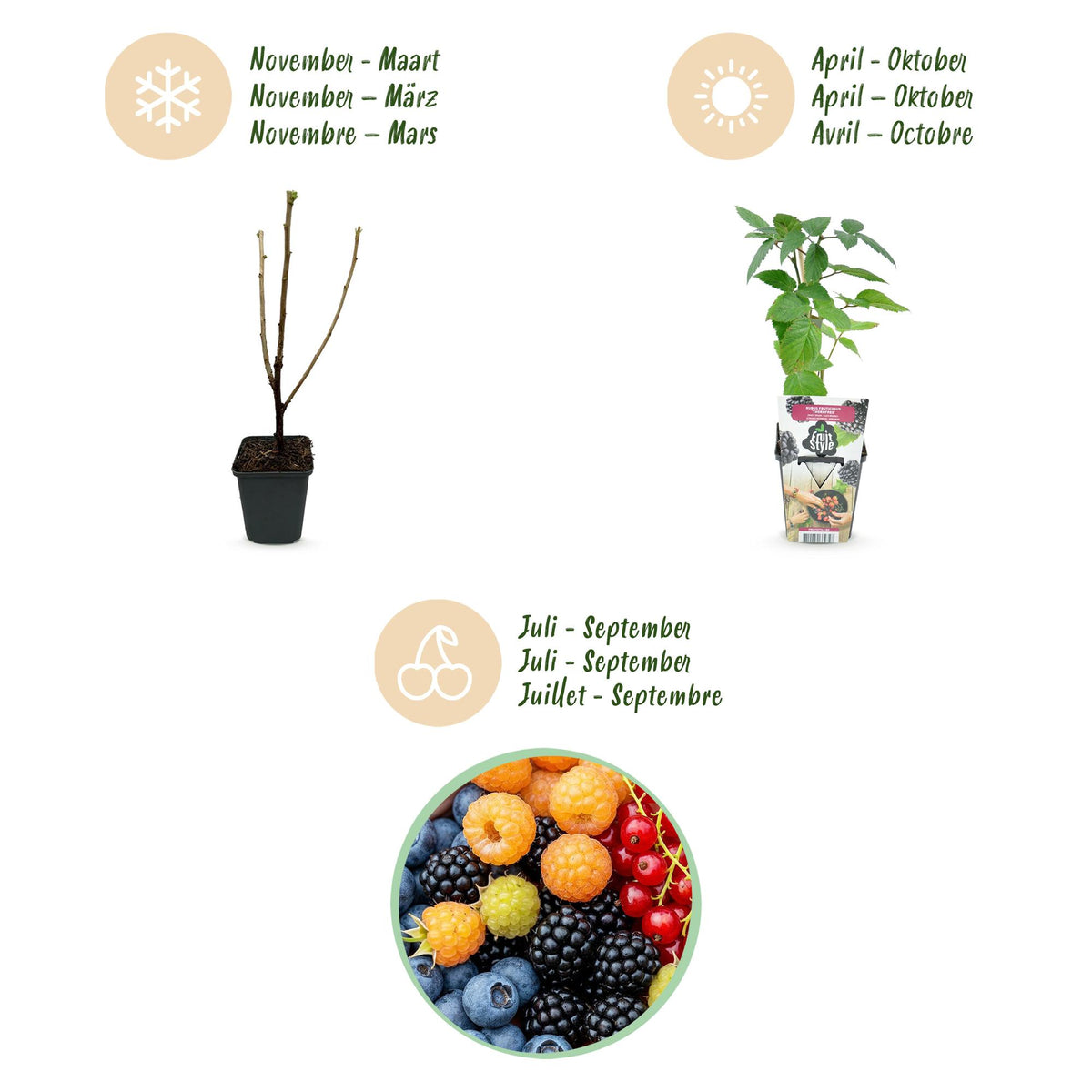 Green boutiQ - Obstpflanzen - Regenbogen - Rote Johannisbeere - Gelbe Himbeere - Schwarze Brombeere - Blaubeere - Winterhart - 4 Pflanzen - Topf 9cm