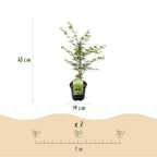 Green boutiQ - Plante de terrasse - Érable du Japon - Acer palmatum Emerald Lace - Vert - 1 plante - Caduc - Pot 19 cm, hauteur 70 cm