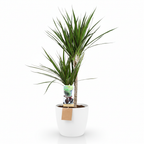 Green boutiQ - Plante d'intérieur - Dragonnier - Dracaena Marginata - Vert - Entretien facile - 1 Plante - avec Pot Blanc - Pot 21cm - Hauteur 90 - 100cm