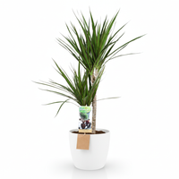 Green boutiQ - Kamerplant - Drakenbloedboom - Dracaena Marginata - Groen - Weinig onderhoud - 1 Plant - met Potter Wit - Pot 21cm - Hoogte 90 - 100cm