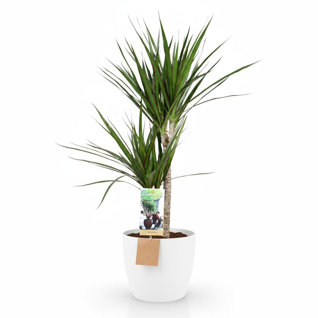 Green boutiQ - Plante d'intérieur - Dragonnier - Dracaena Marginata - Vert - Entretien facile - 1 Plante - avec Pot Blanc - Pot 21cm - Hauteur 90 - 100cm