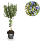 Green boutiQ - Plante sur tige - Rosmarinus officinalis - Plante de terrasse - Persistant - Rustique - Fleur violette - Pot 19cm Hauteur 90cm