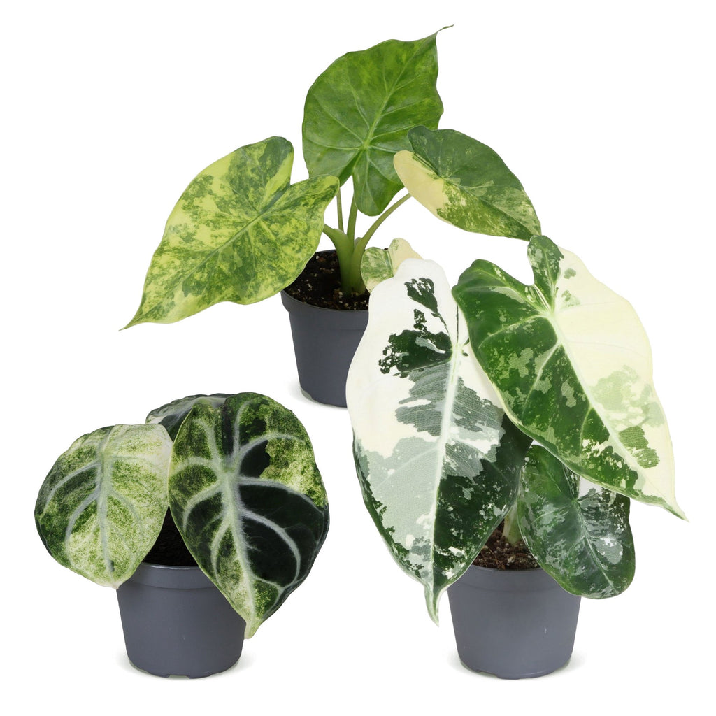 3x Baby Alocasia Tricolour Variegata - Green - Black - Variegata - Tropical - Ø6cm - ↕5-15cm