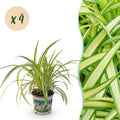 Green boutiQ - Plante d'intérieur - Chlorophytum comosum Variegatum - Plante araignée - Adapté aux animaux de compagnie - Panaché - 4 plantes - Pot 12cm - Hauteur 25-30cm