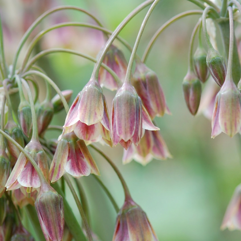 Green boutiQ - Bloembollen - Allium Siculum - Kleur Roze - 30 stuks - Bolmaat 8/10 - XXL Pack - foto 1