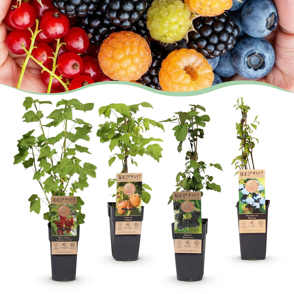 Green boutiQ - Plante fruitière - Ribes - Rubus - Mélange de Vaccinium - Arc-en-ciel - Rustique - Groseille rouge - Mûre noire - Framboise jaune - Myrtille - 4 plantes - Pot 15cm - Hauteur 50cm