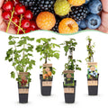 Green boutiQ - Plante fruitière - Ribes - Rubus - Mélange de Vaccinium - Arc-en-ciel - Rustique - Groseille rouge - Mûre noire - Framboise jaune - Myrtille - 4 plantes - Pot 15cm - Hauteur 50cm