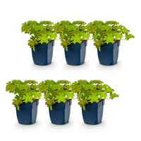 Green boutiQ - Vasteplant - Geranium macrorrhizum - Ooievaarsbek - Bodembedekkend - Roze - 6 Planten - Pot 11cm - Hoogte 15-25cm