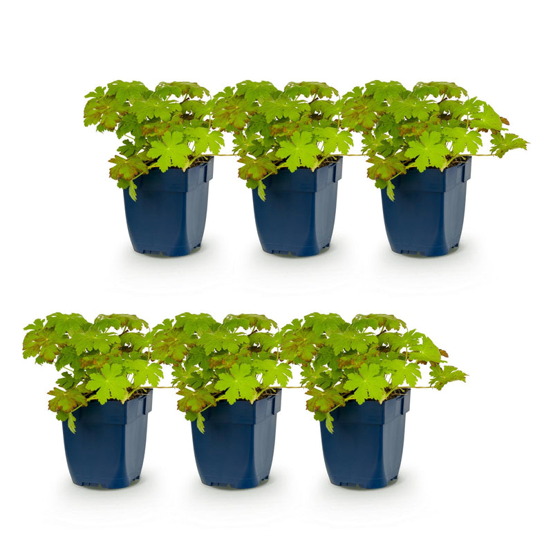 Green boutiQ - Vasteplant - Geranium macrorrhizum - Ooievaarsbek - Bodembedekkend - Roze - 6 Planten - Pot 11cm - Hoogte 15-25cm